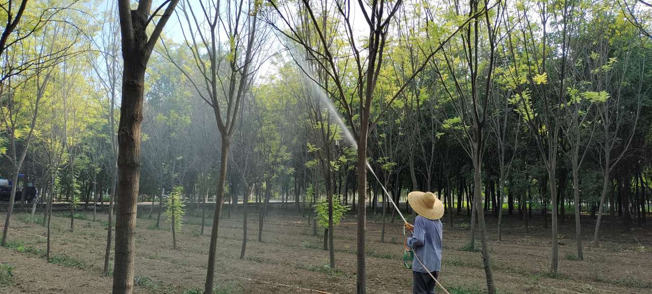 防治美國白蛾！