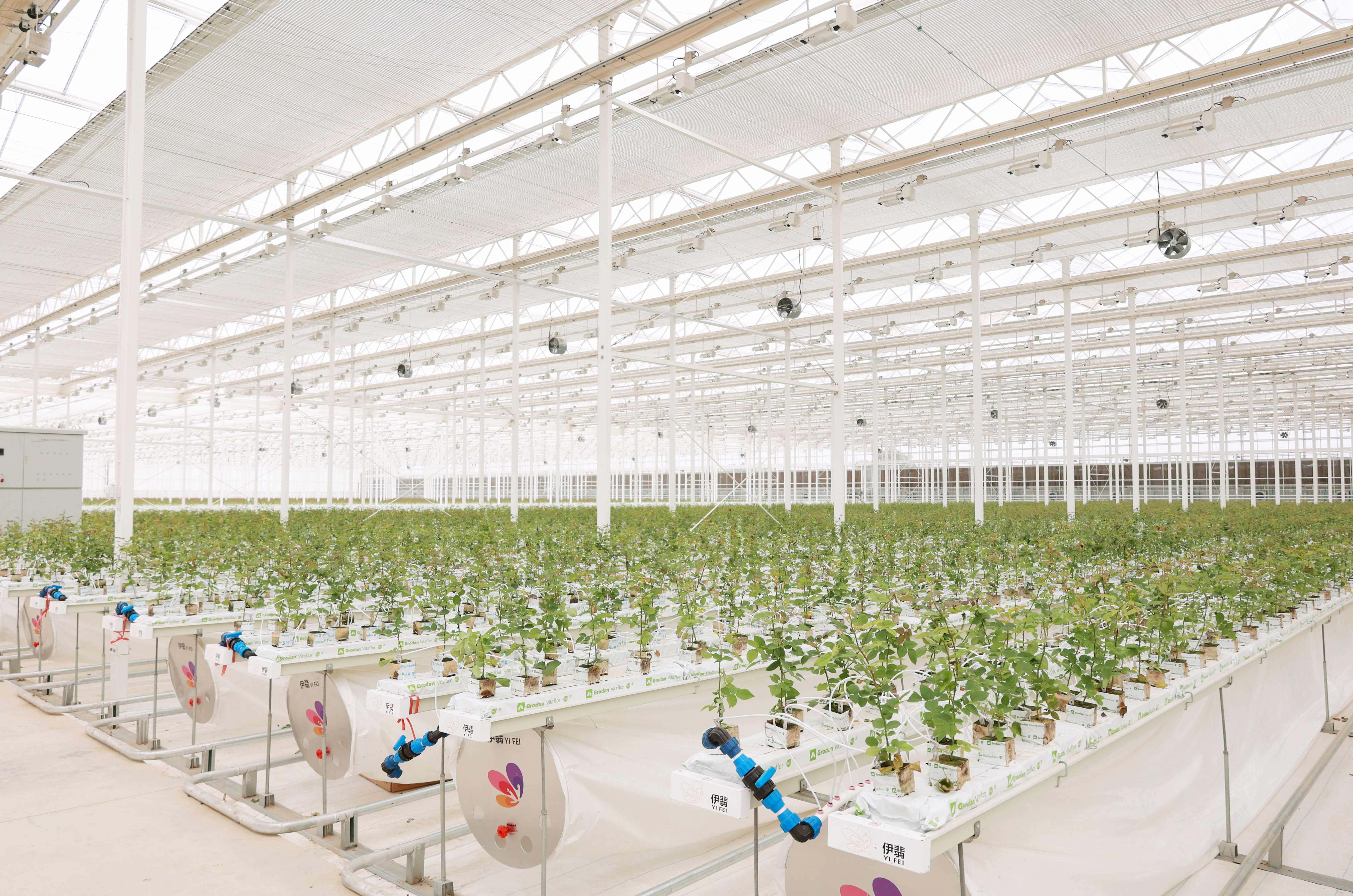 伊翡園藝切花玫瑰開始定植！